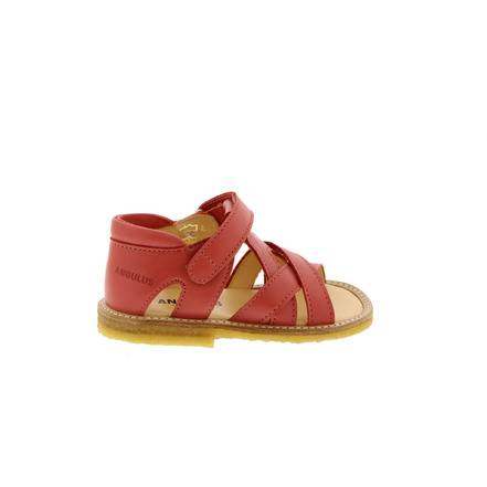 Angulus sandalen koralle