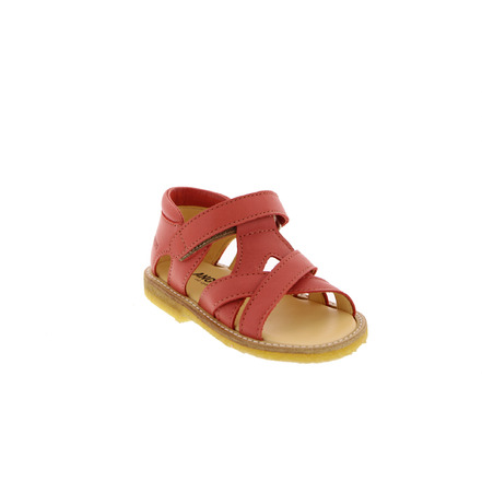 Angulus sandalen koralle
