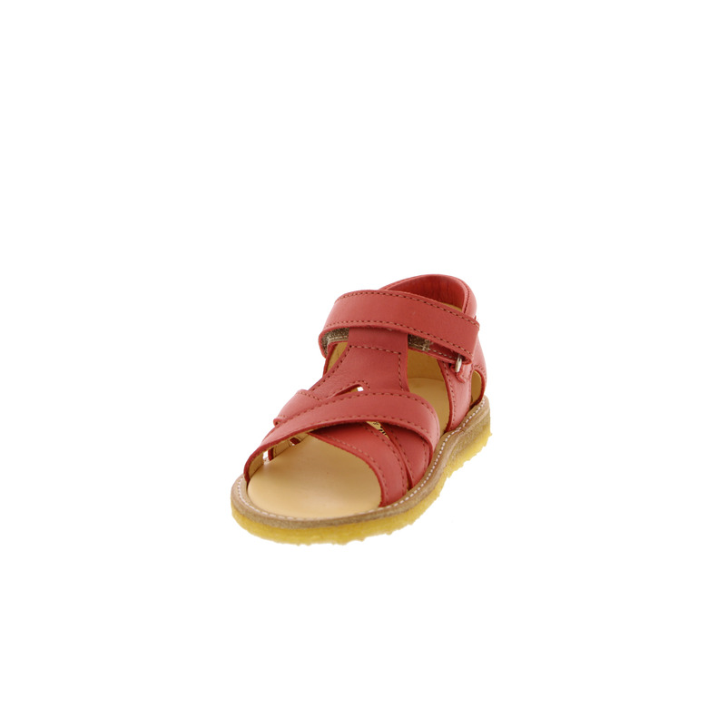 Angulus sandalen koralle 3