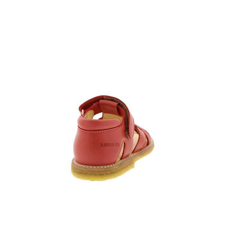 Angulus sandalen koralle 4