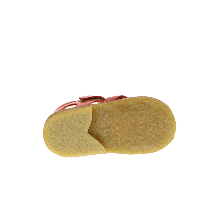 Angulus sandalen koralle 5